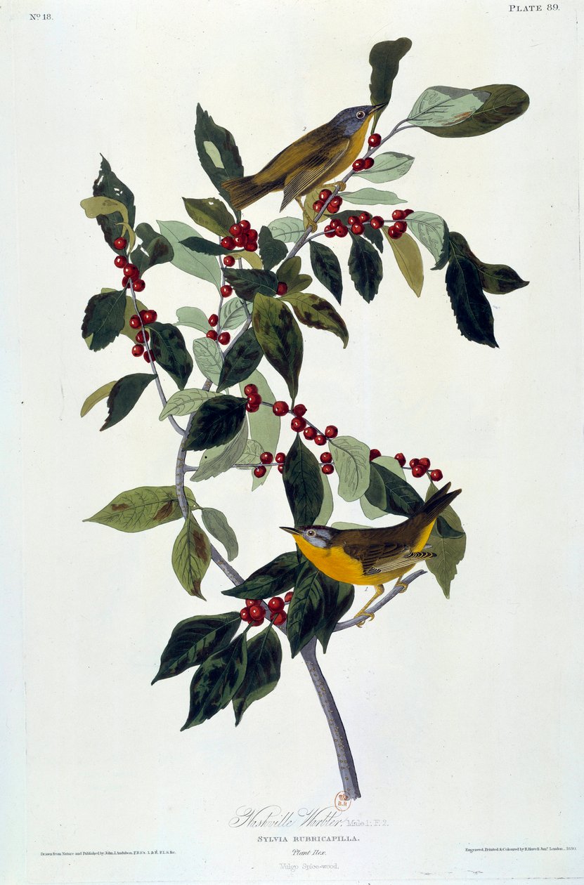 Flowers and Birds Silkemaleri av John James Audubon (1780-1851) (ec.am.) 1826-1830. Paris, B.N. av John James Audubon