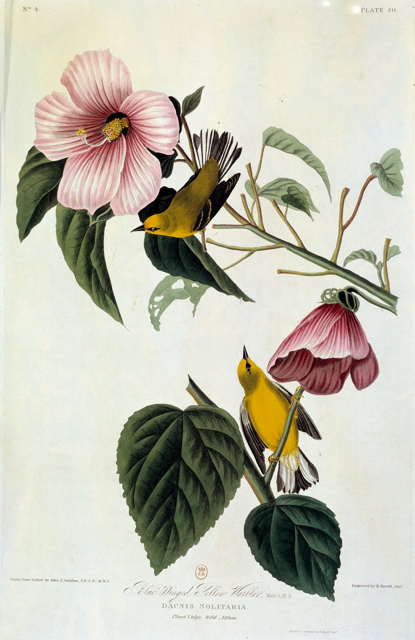 Blomster og fugler Silkemaleri av John James Audubon (1780-1851) (ec.am.) 1826-1830. Paris, B.N. av John James Audubon