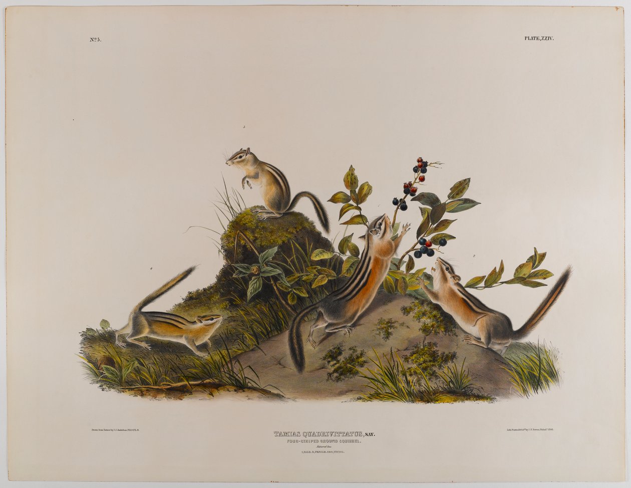 Fire-stripete jordekorn av John James Audubon