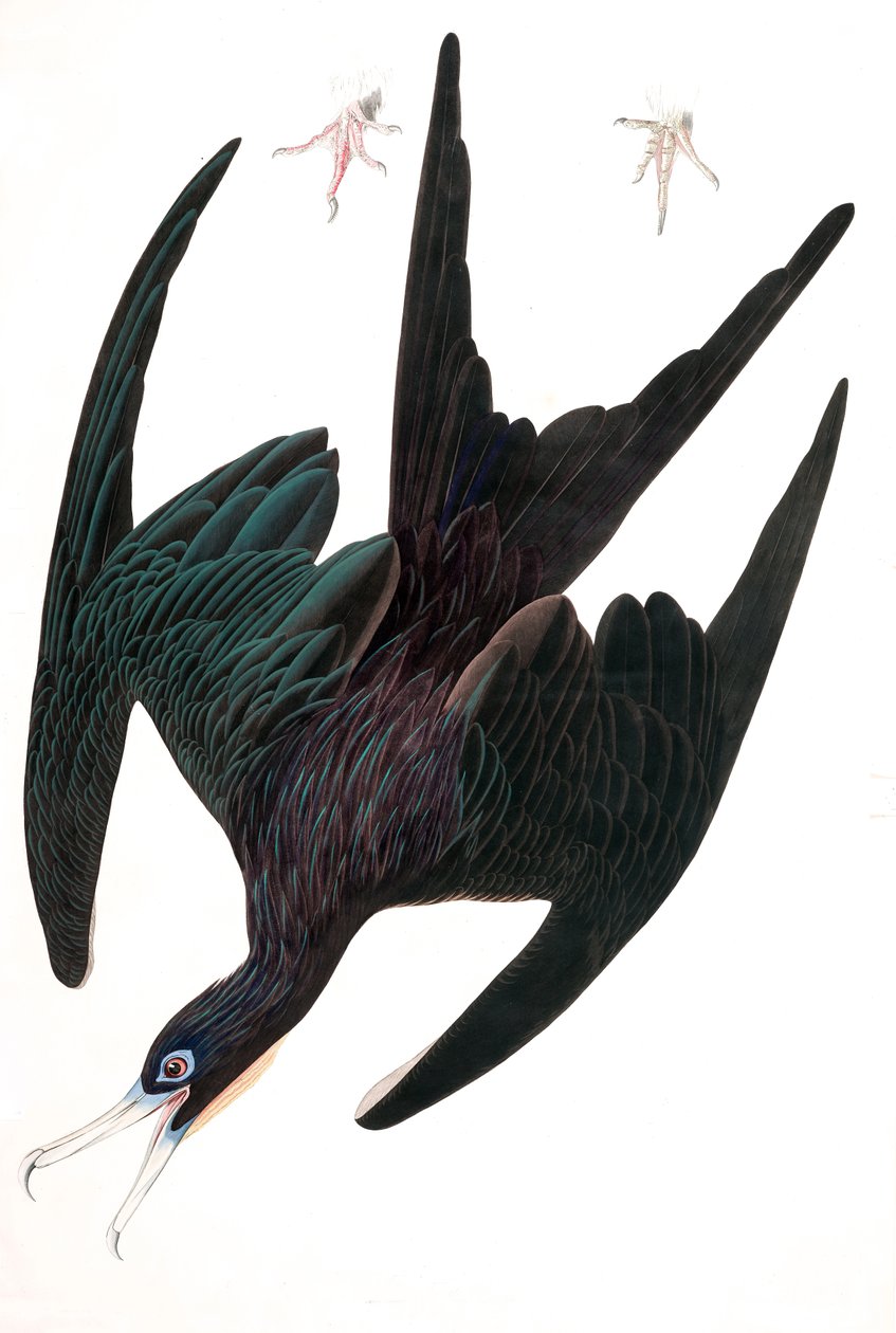 Fregatt Pelican, Tachypetes Aquilis, fra "The Birds of America" av John J. Audubon, pub. 1827-38 (håndfarget gravering) av John James Audubon