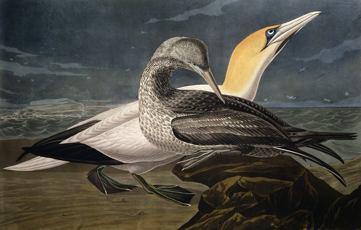 Gannets, fra 