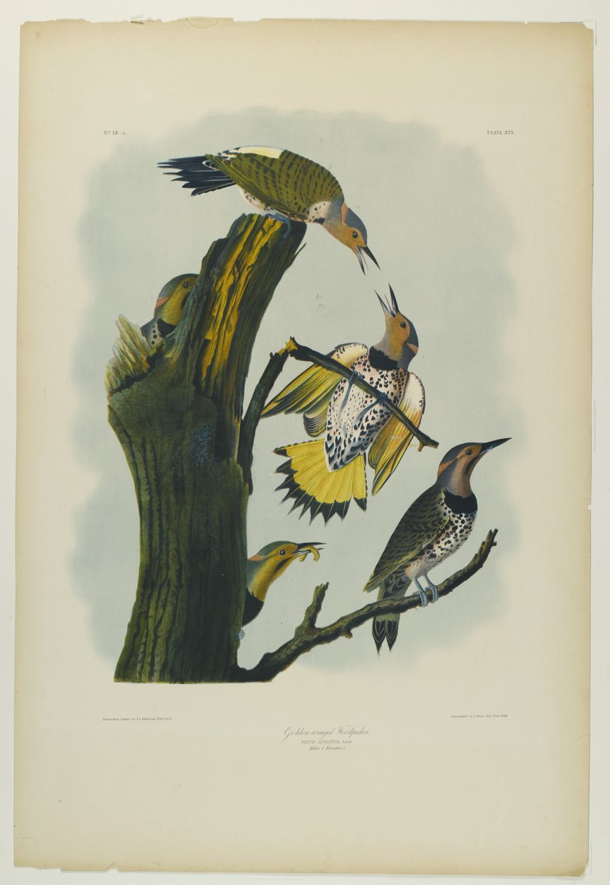 Golden-winged Woodpecker, trykt av Julien Bien og utgitt av Roe Lockwood & Son, 1861 (kromolitografi) av John James Audubon