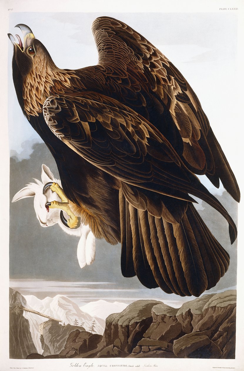 Golden Eagle, 1833 av John James Audubon