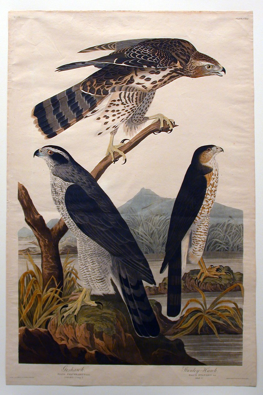 Hønsehauk, Stanleyhauk (nr. 29) av John James Audubon