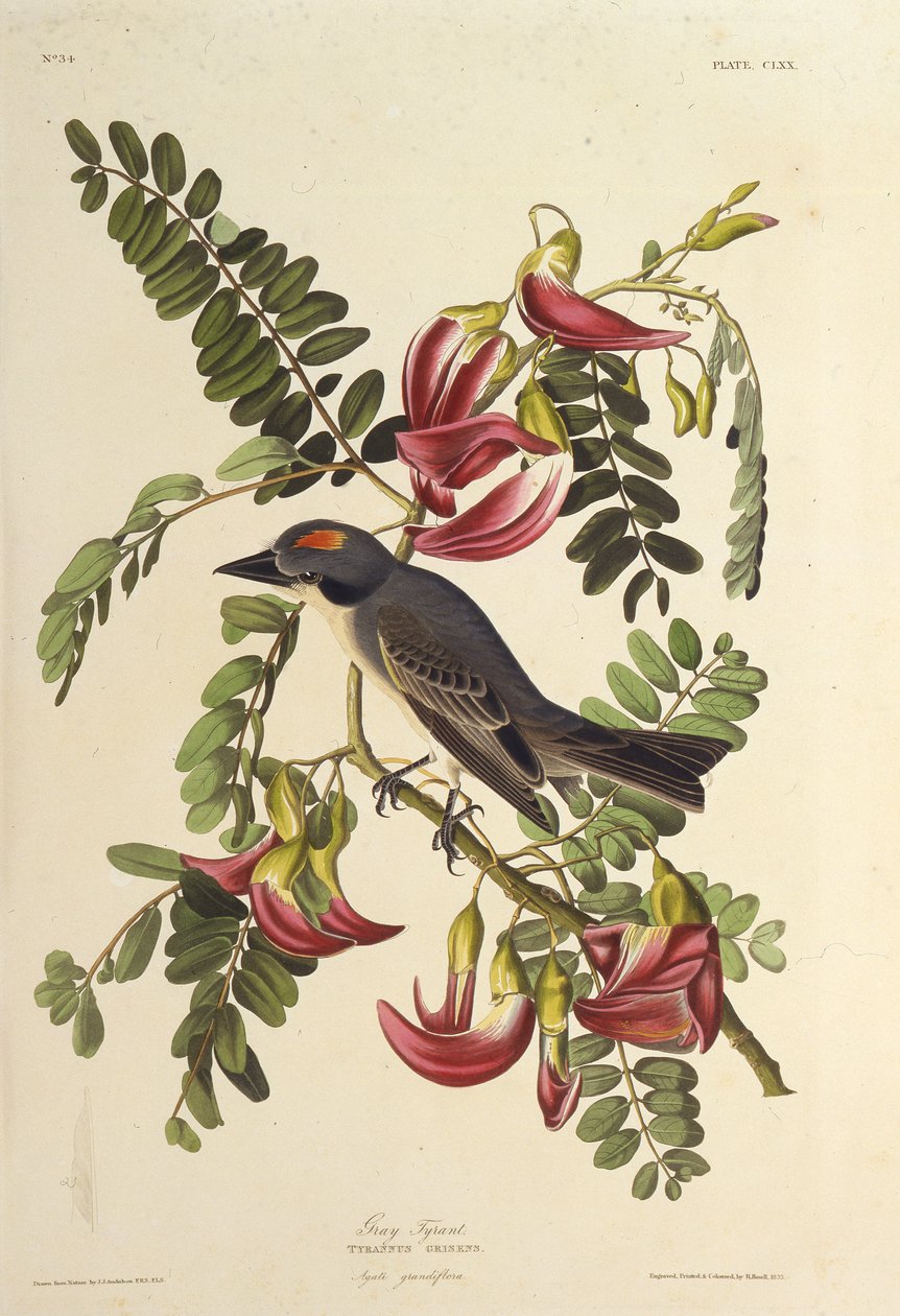 Grå tyrann. Fra The Birds of America, 1827-1838. av John James Audubon