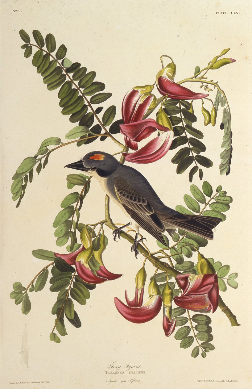 Grå tyrann. Fra The Birds of America, 1827-1838. av John James Audubon