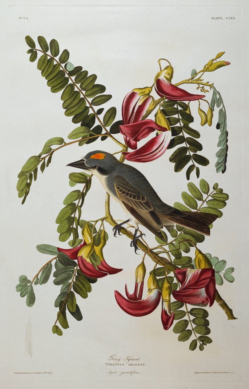 Grå tyrann. Grå kongefugl av John James Audubon