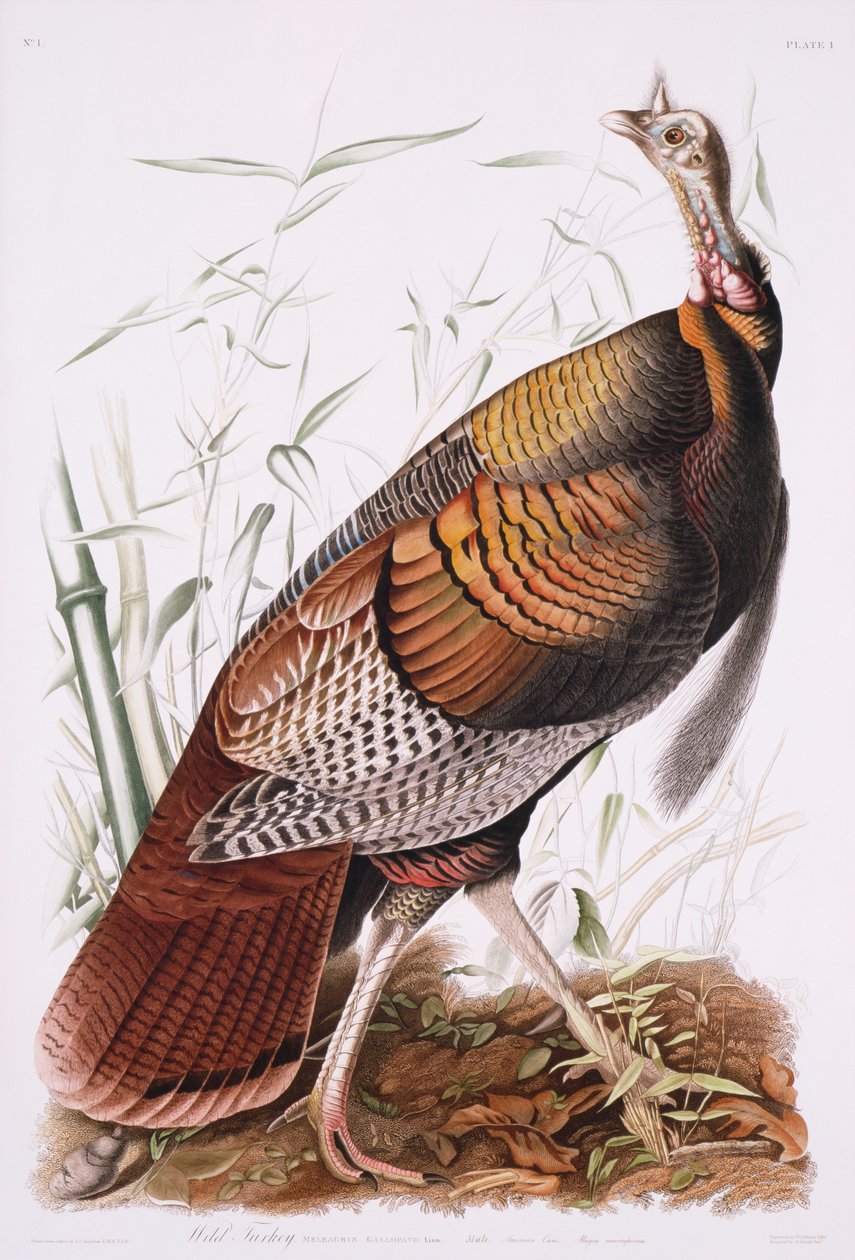 Great American Cock, eller Wild Turkey av John James Audubon