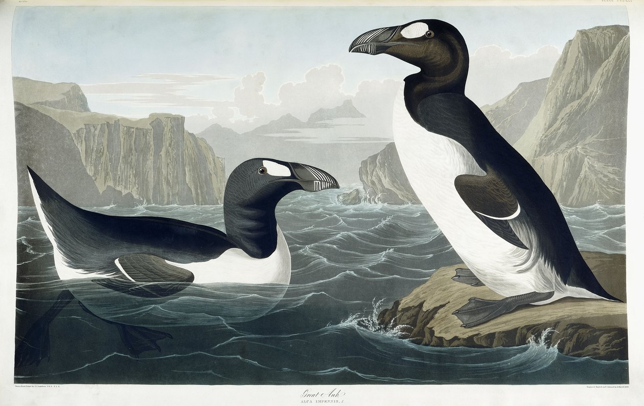 Storauk, 1836 av John James Audubon