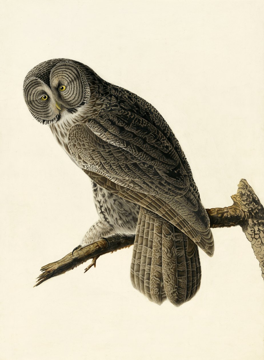 Great Cinereous Owl, Strix Nebulosa, fra "The Birds of America" av John J. Audubon, pub. 1827-38 av John James Audubon