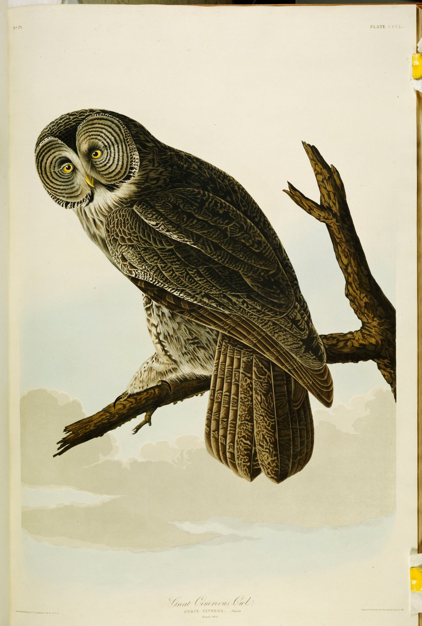 Great Cinereous Owl, fra "The Birds of America" av John James Audubon