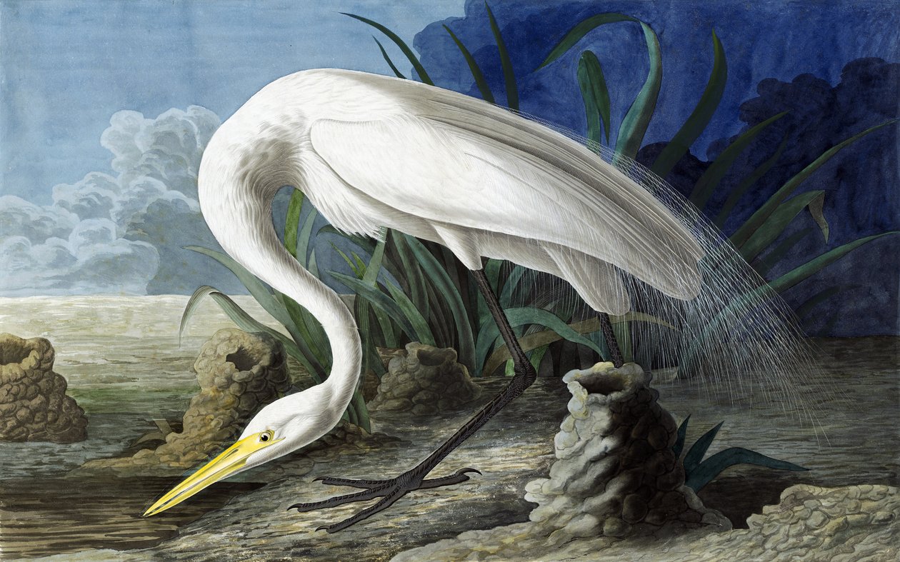 Great Egret, Casmerodius Albus, fra "The Birds of America" av John J. Audubon, pub. 1827-38 av John James Audubon