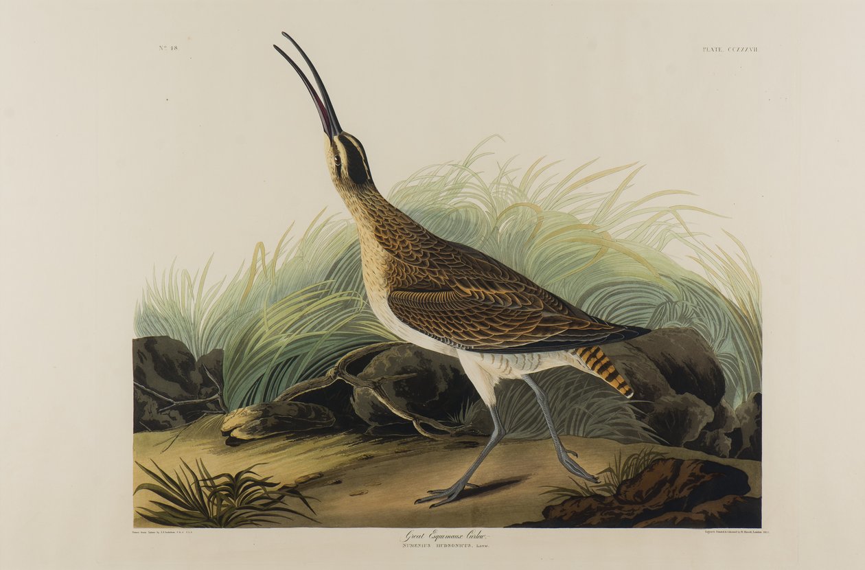 Great Esquimaux Curlew, 1835 (wc på papir) av John James Audubon