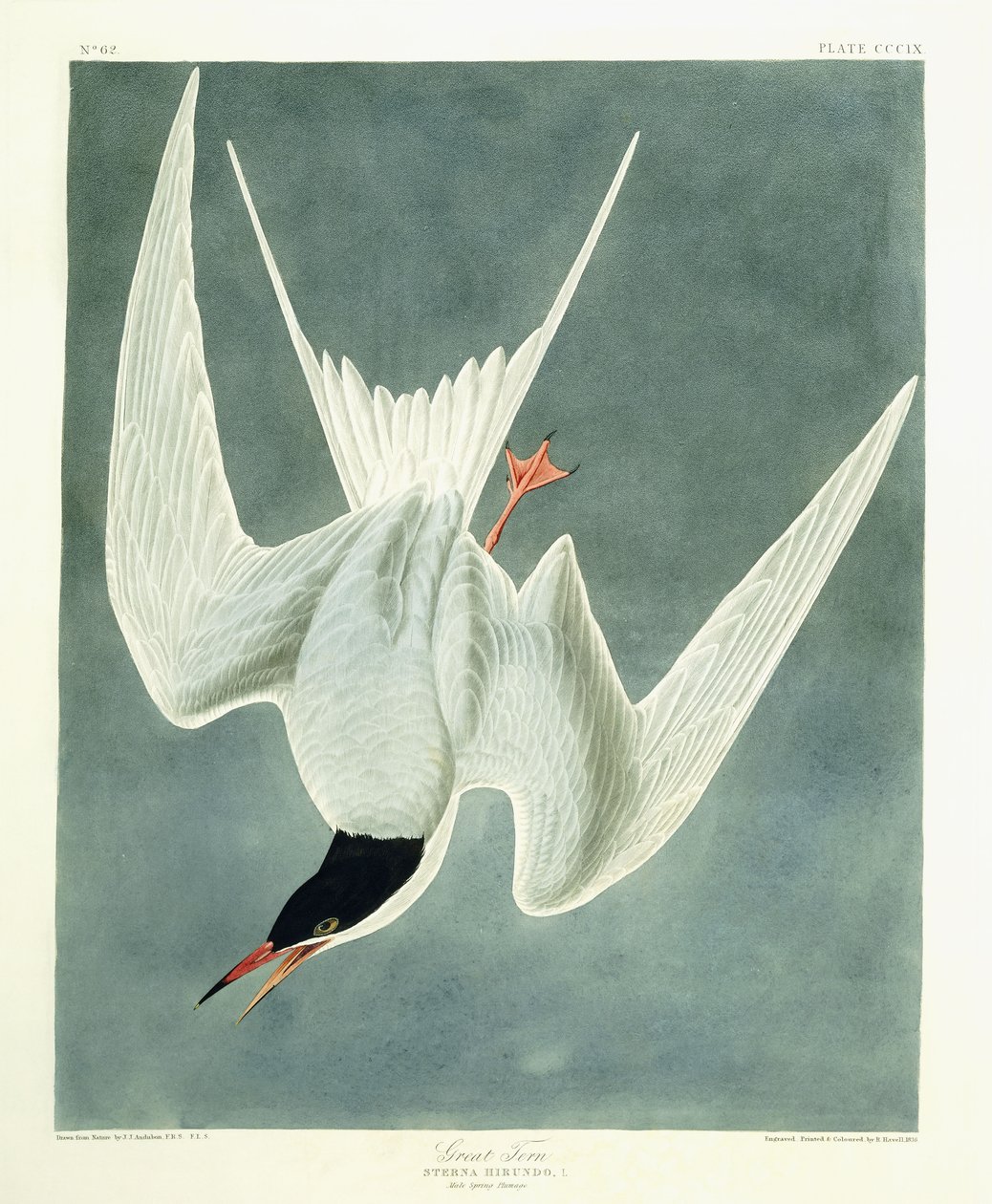 Stor sving, hann, vårfjærdrakt, 1836 av John James Audubon