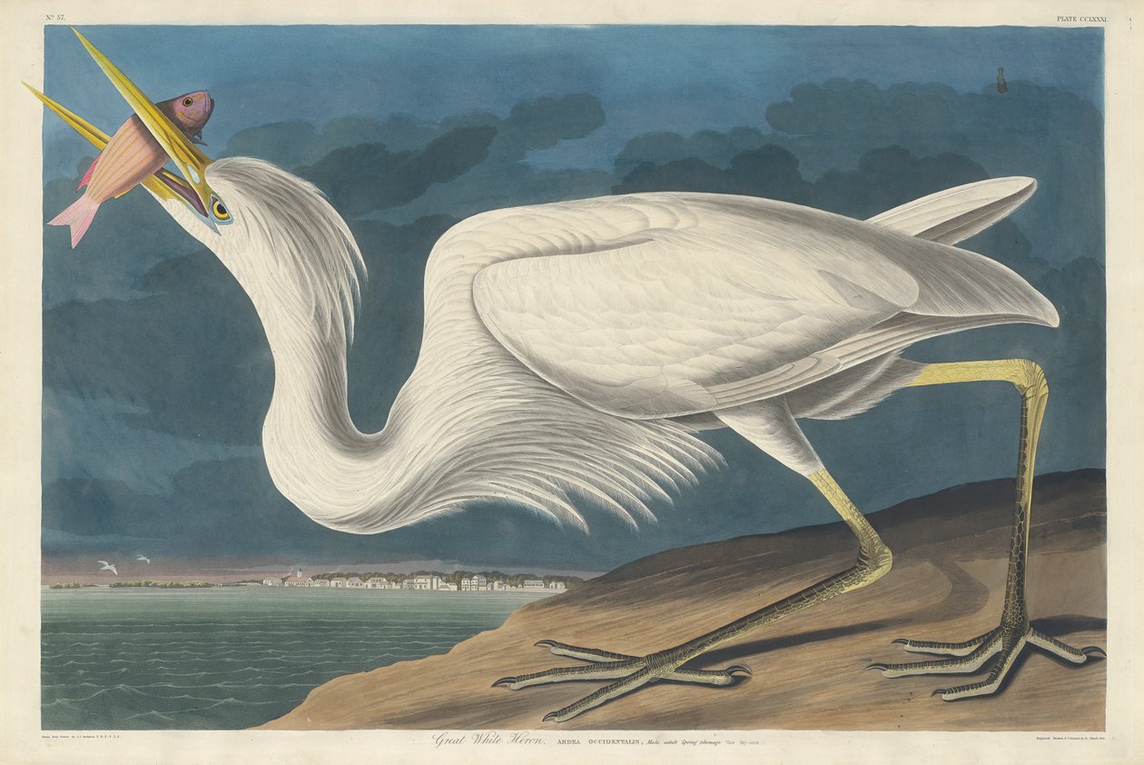 Great White Heron, 1835 av John James Audubon