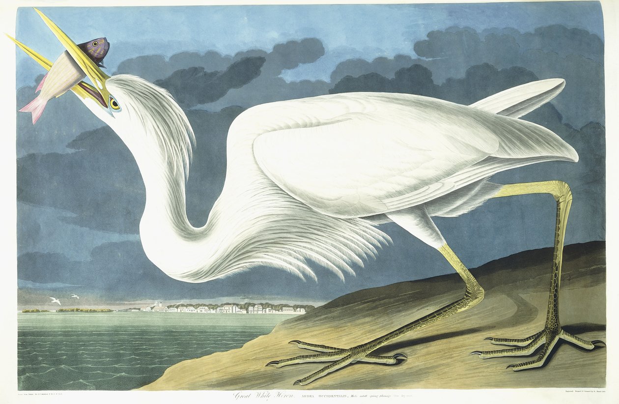 Stor hvit hegre, voksen mann, vårfjærdrakt, 1835 av John James Audubon