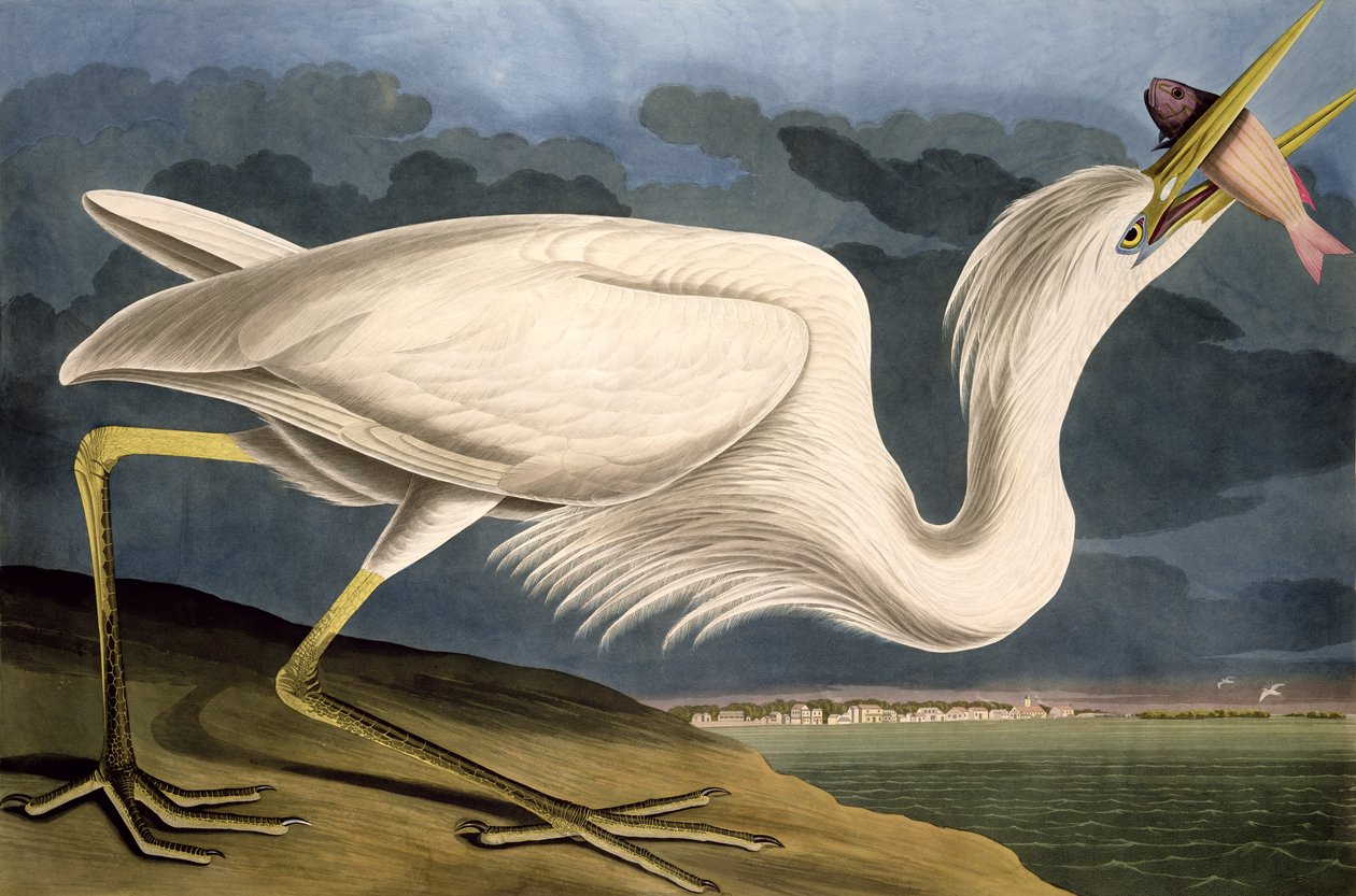 Great White Heron, fra 