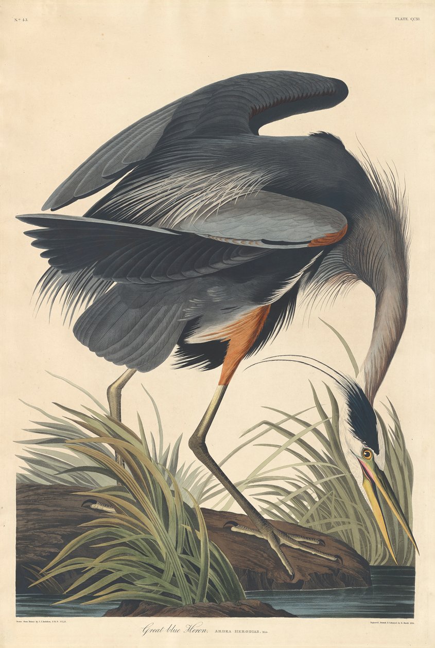Stor blåhegre, 1834 av John James Audubon
