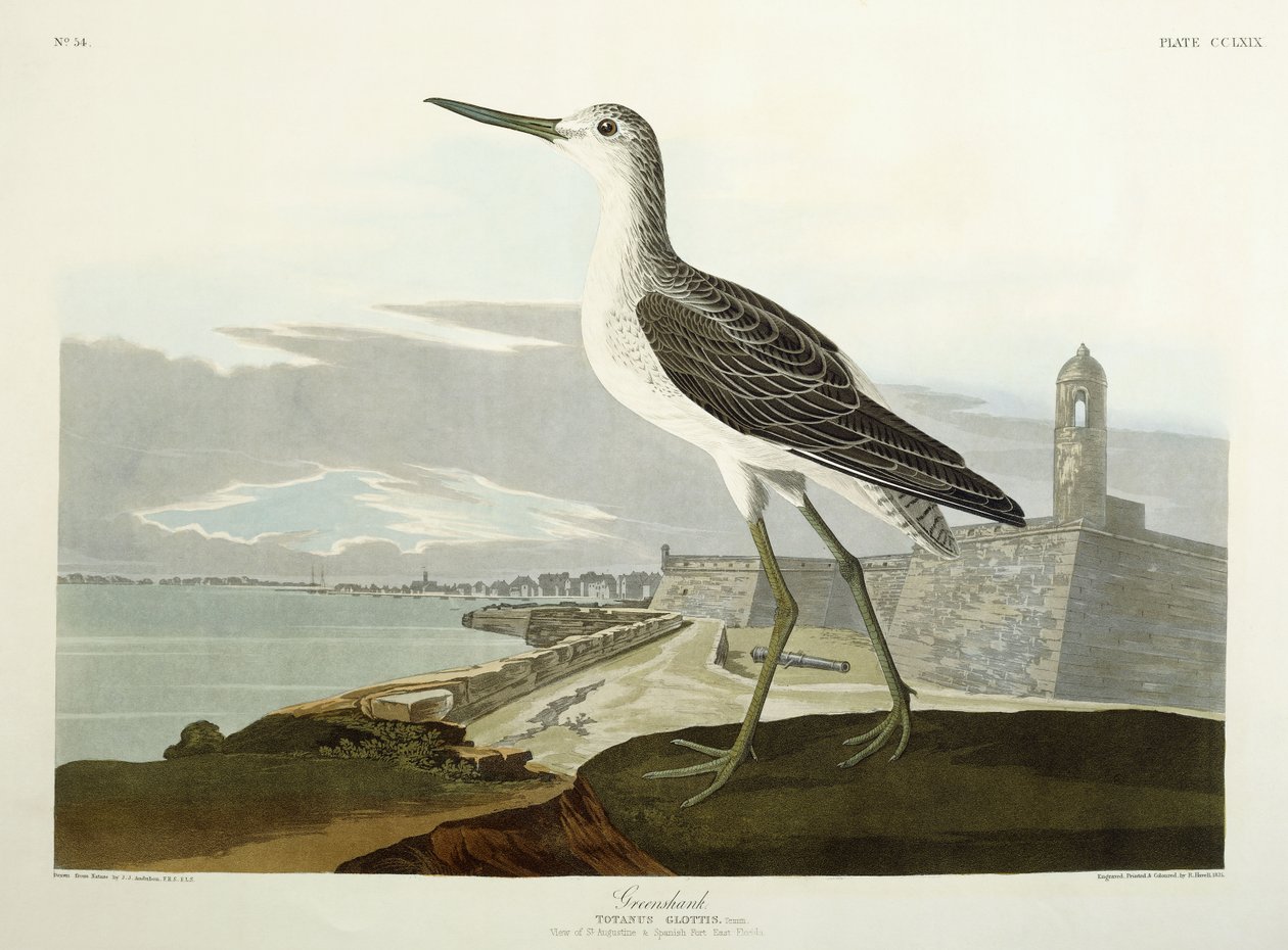 Greenshank, View of the St, 1835 av John James Audubon