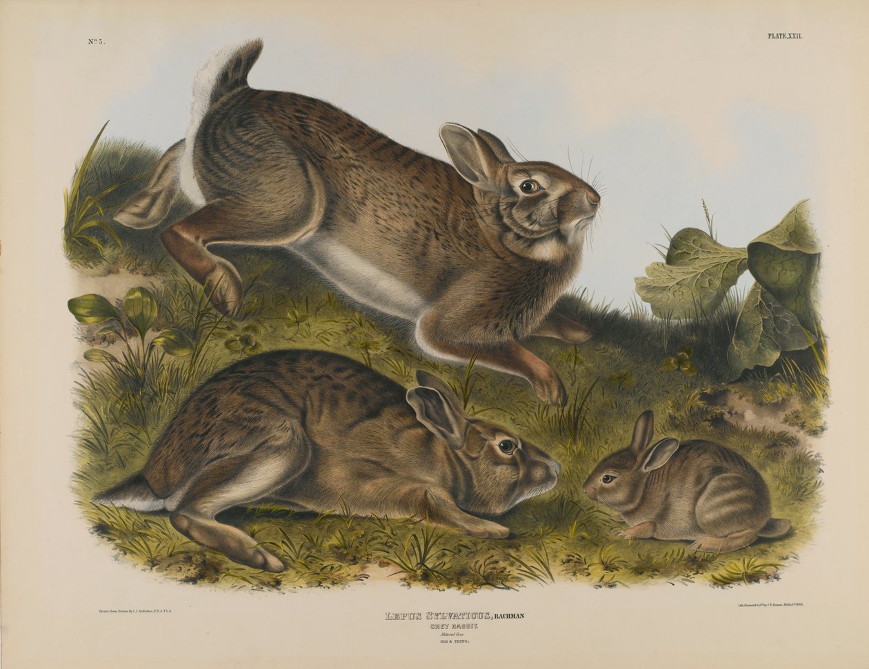 Grå kanin av John James Audubon