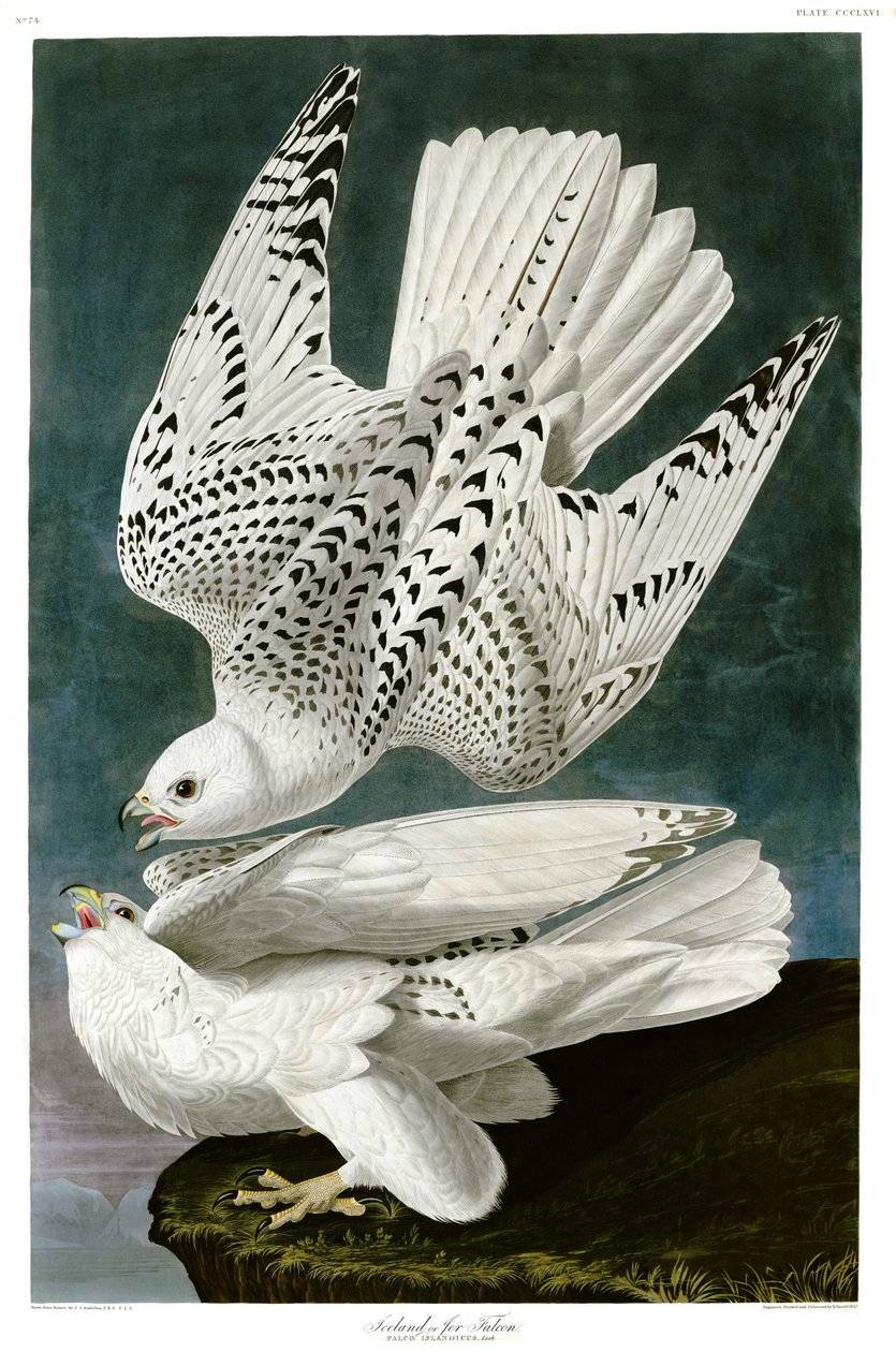 Gyrfalcon , Falco rusticolus, håndfarget gravering av John James Audubon