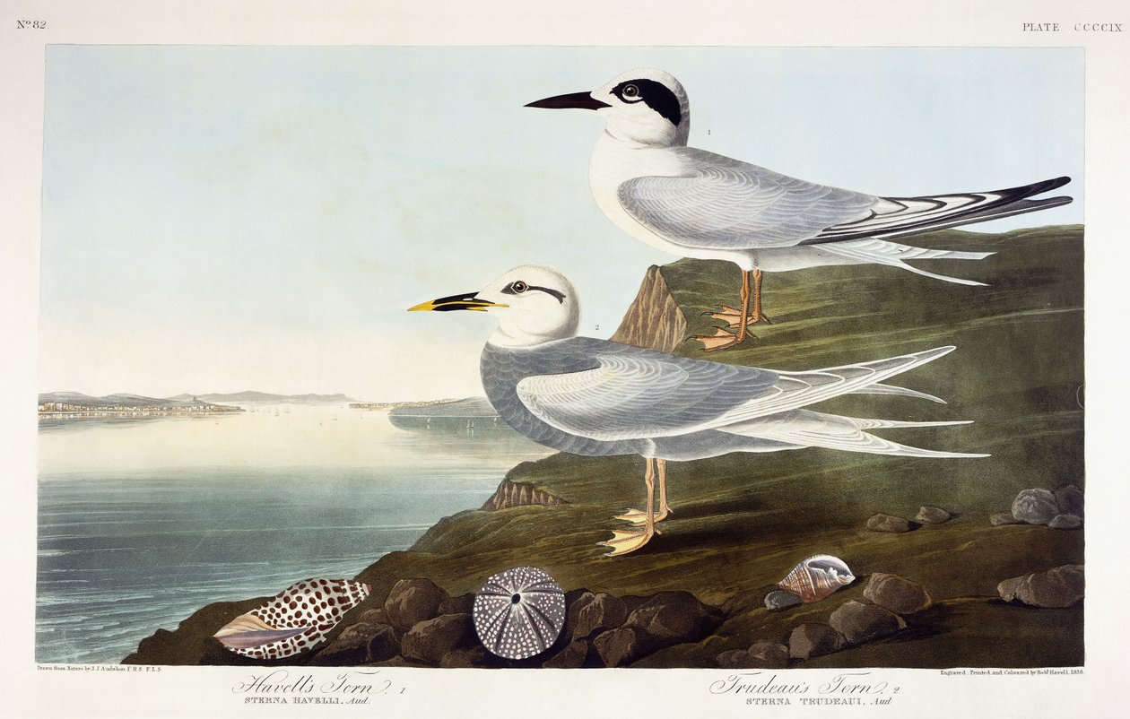 Havells tern og Trudeaus tern, 1838 av John James Audubon