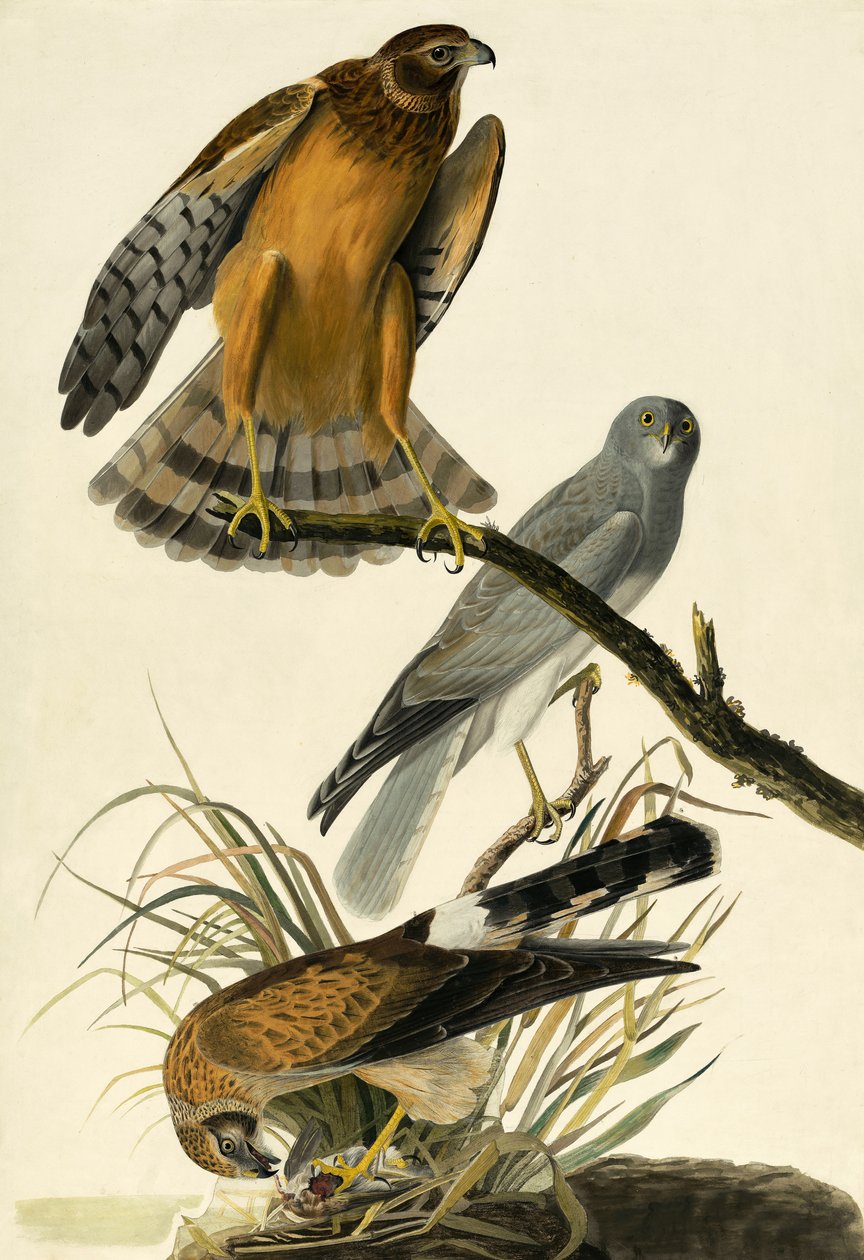 Hen Harrier, Circus Cyaneus, fra "The Birds of America" av John J. Audubon, pub. 1827-38 av John James Audubon
