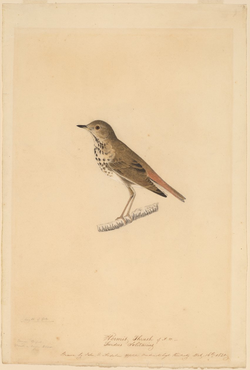 Eremitttrost av John James Audubon