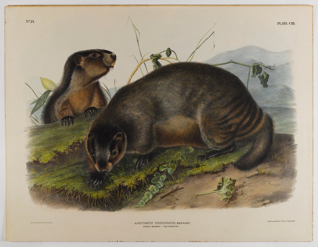Grå murmeldyr av John James Audubon