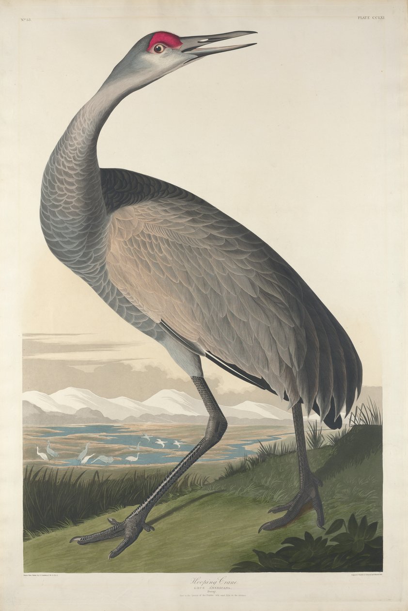 Hooping Crane, 1835 av John James Audubon