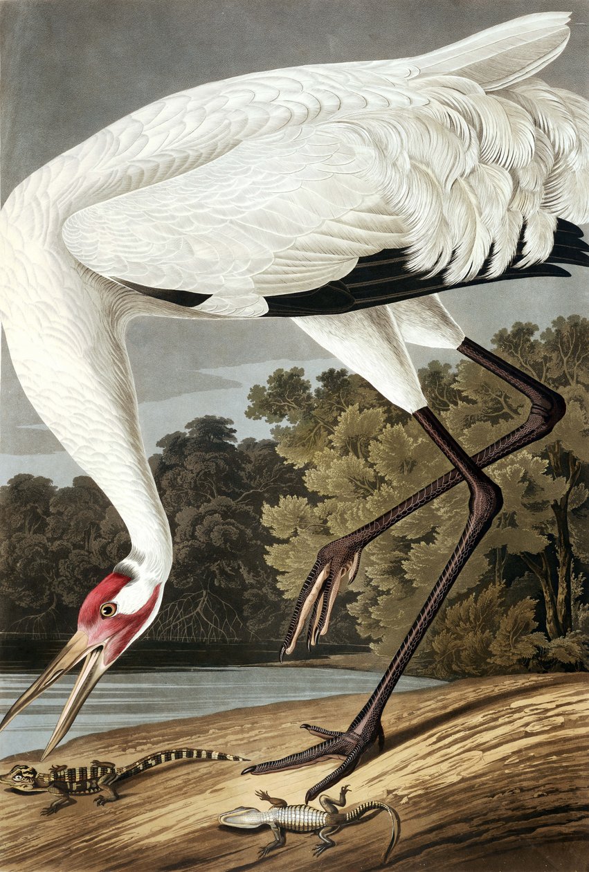 Hooping Crane, Grus Americana, fra "The Birds of America" av John J. Audubon, pub. 1827-38 av John James Audubon