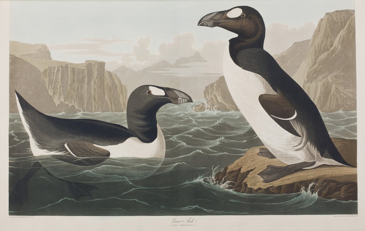 Illustrasjon fra 'Birds of America' av John James Audubon