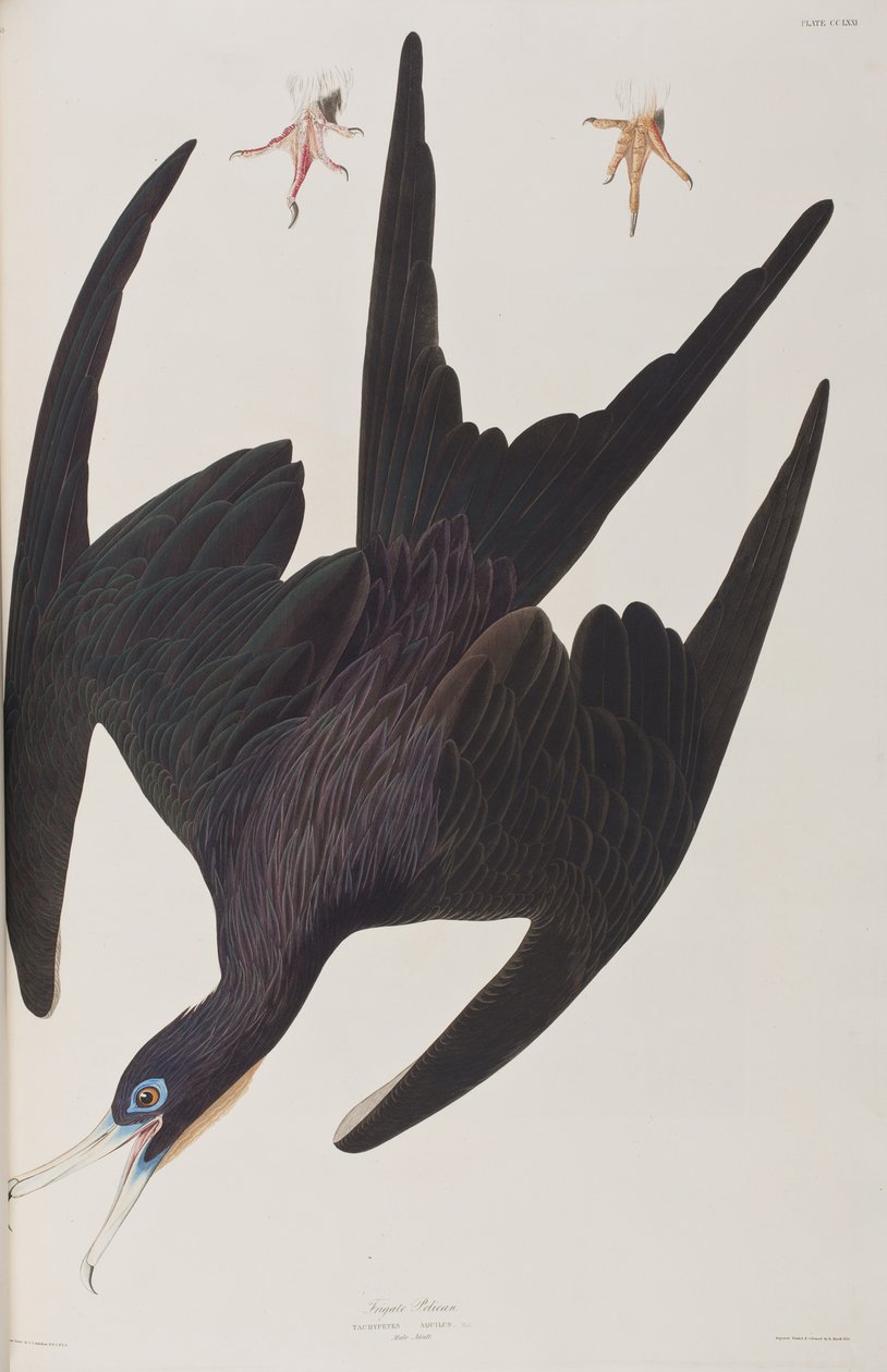 Illustrasjon fra 'Birds of America' av John James Audubon