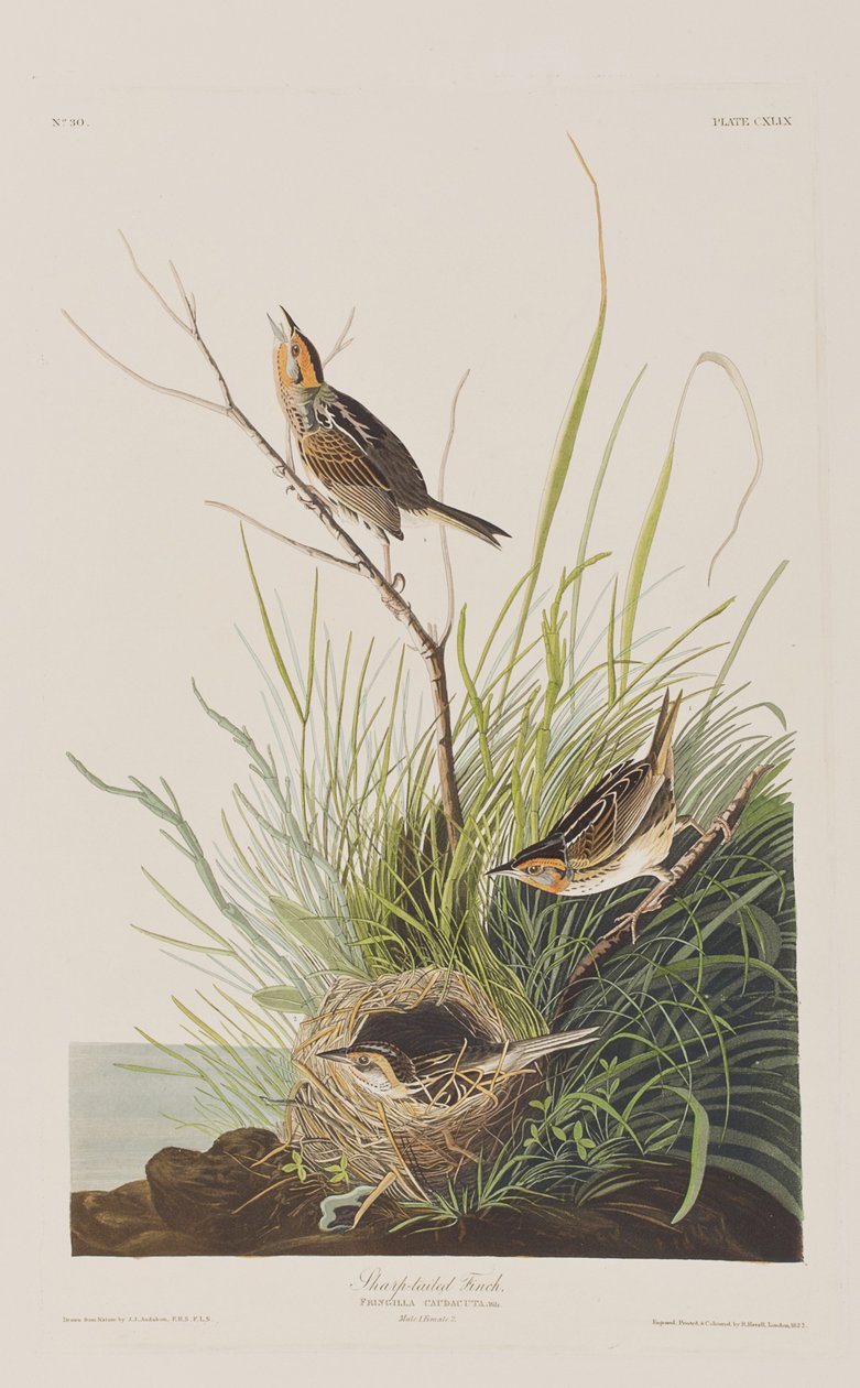 Illustrasjon fra 'Birds of America' av John James Audubon