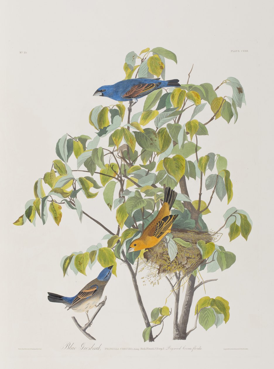 Illustrasjon fra 'Birds of America' av John James Audubon