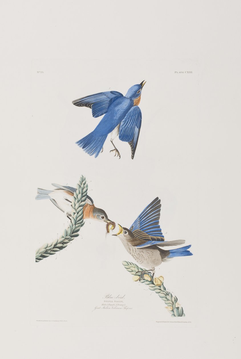 Illustrasjon fra 'Birds of America' av John James Audubon