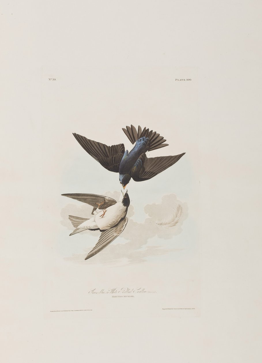 Illustrasjon fra 'Birds of America' av John James Audubon