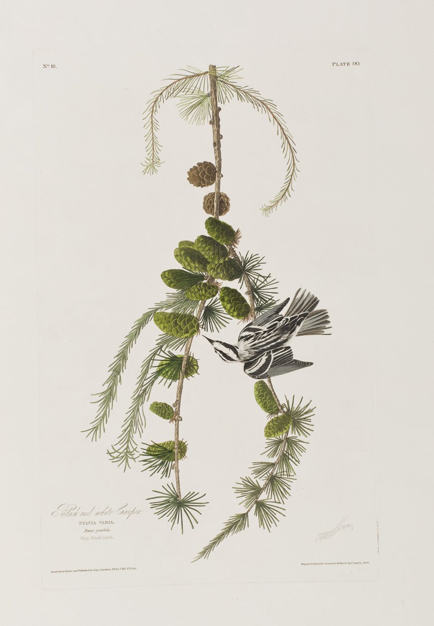 Illustrasjon fra 'Birds of America' av John James Audubon
