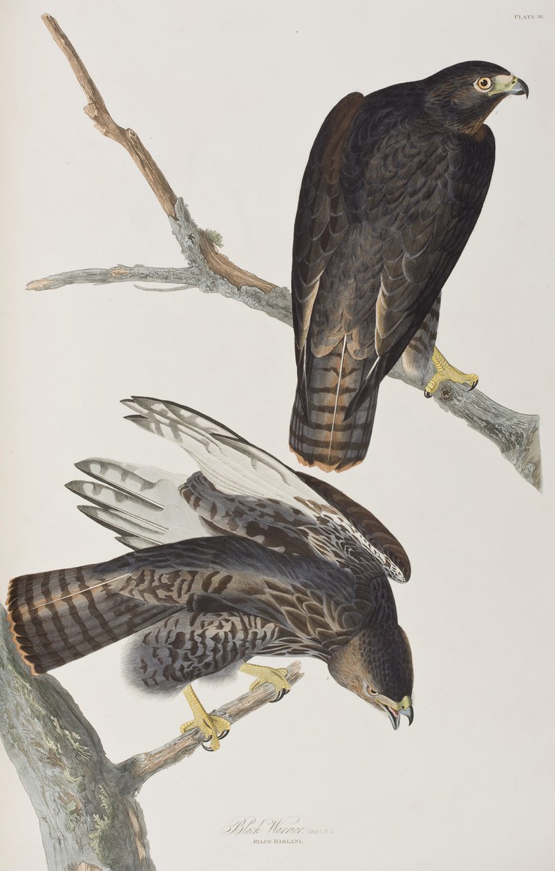 Illustrasjon fra 'Birds of America' av John James Audubon