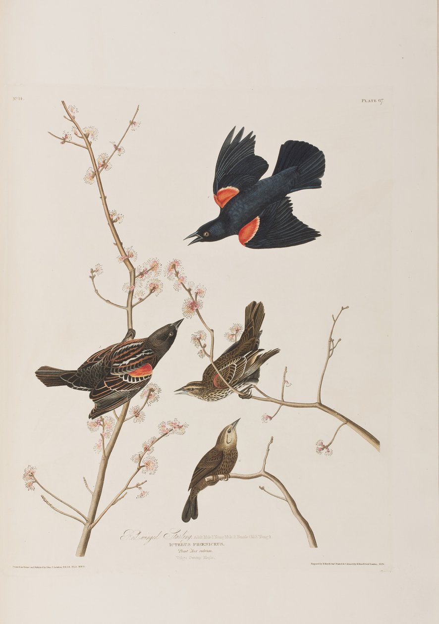 Illustrasjon fra 'Birds of America' av John James Audubon