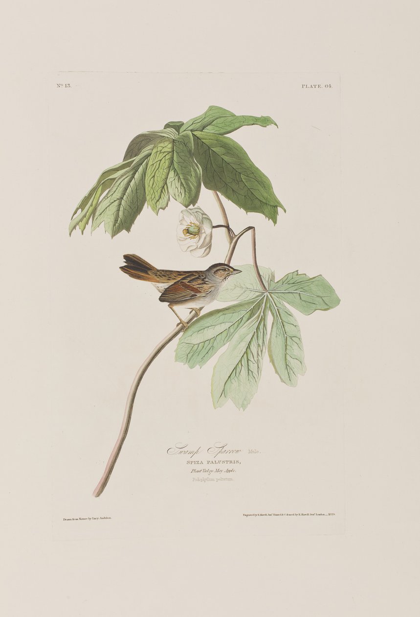 Illustrasjon fra 'Birds of America' av John James Audubon