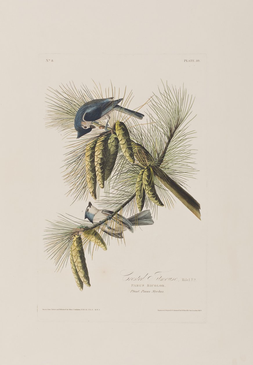Illustrasjon fra 'Birds of America' av John James Audubon