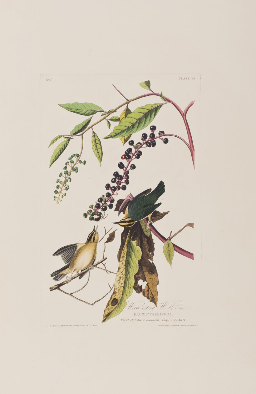 Illustrasjon fra 'Birds of America' av John James Audubon