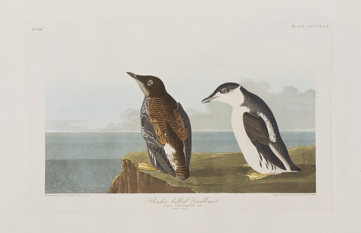 Illustrasjon fra 'Birds of America' av John James Audubon