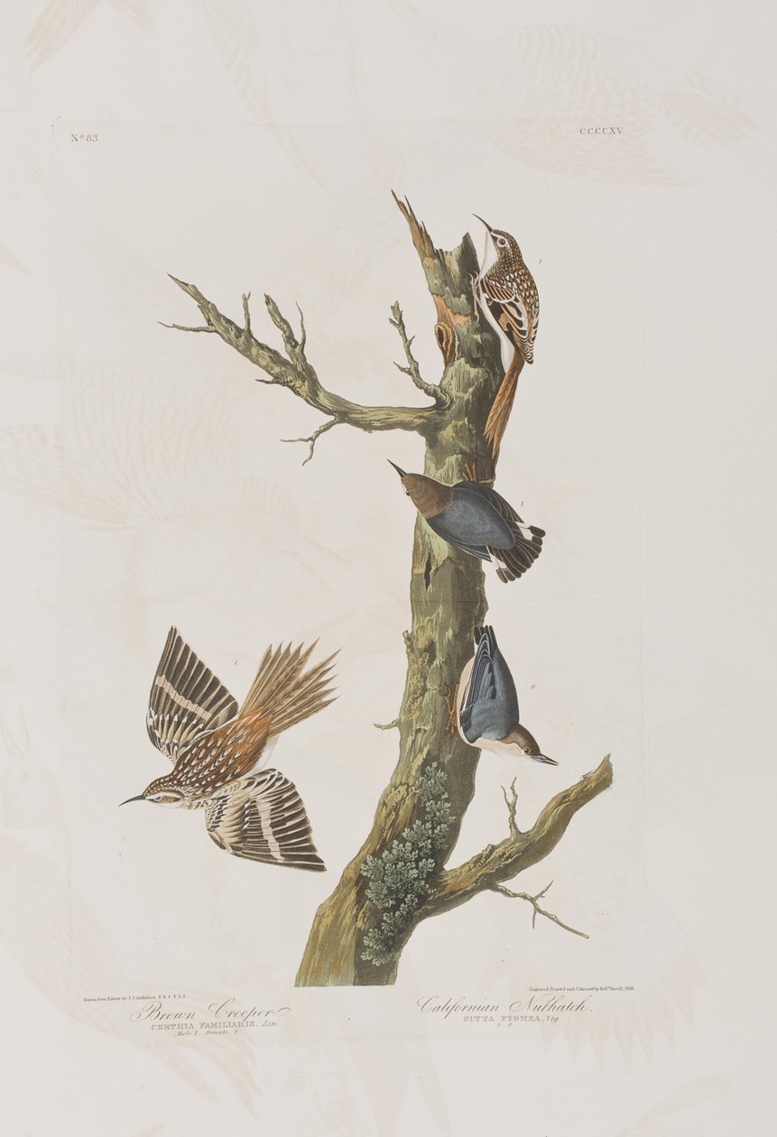 Illustrasjon fra 'Birds of America' av John James Audubon