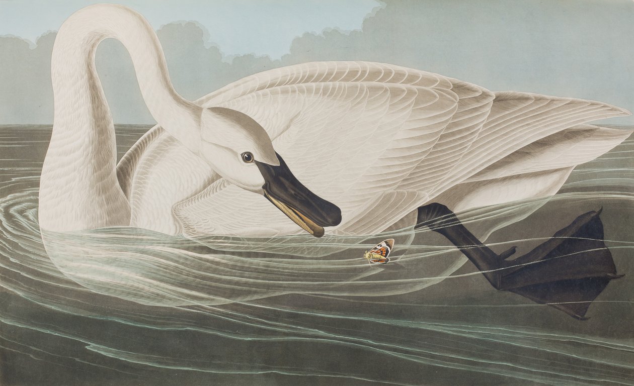 Illustrasjon fra 'Birds of America' av John James Audubon