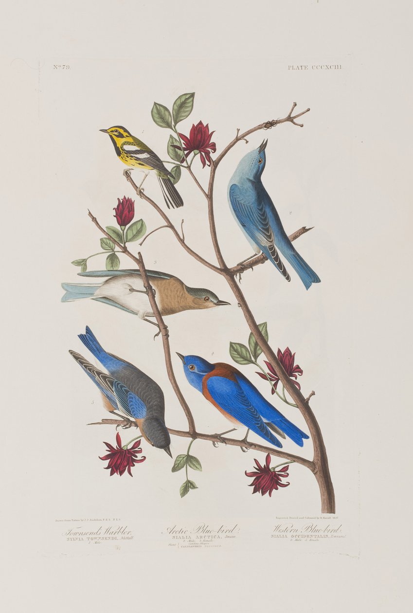 Illustrasjon fra 'Birds of America' av John James Audubon