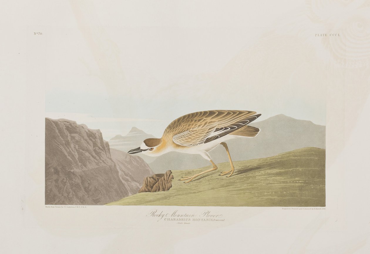 Illustrasjon fra 'Birds of America' av John James Audubon