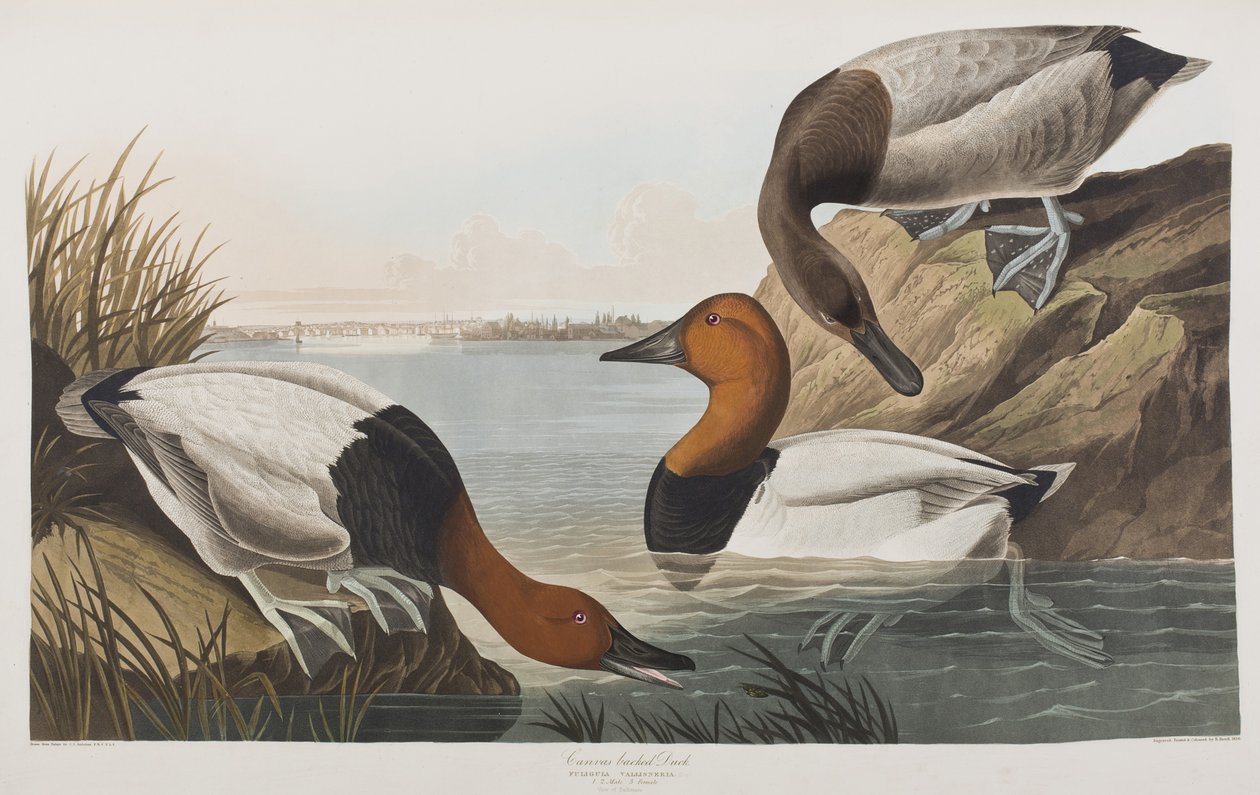 Illustrasjon fra 'Birds of America' av John James Audubon