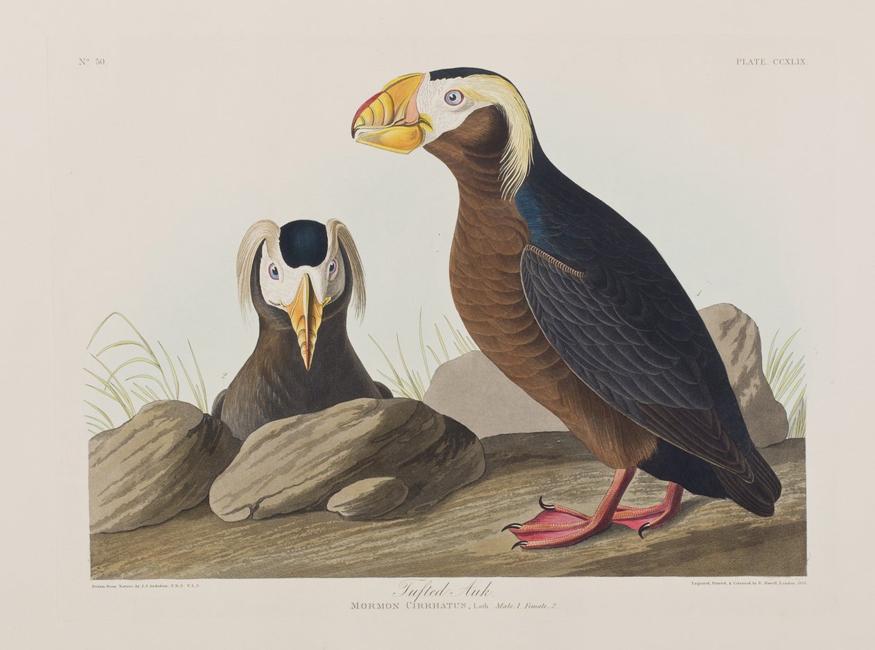 Illustrasjon fra 'Birds of America' av John James Audubon